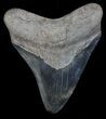 Fossil Megalodon Tooth - Georgia #68071-1